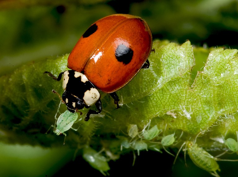 Adalia bipuntata marieta plagues.jpg