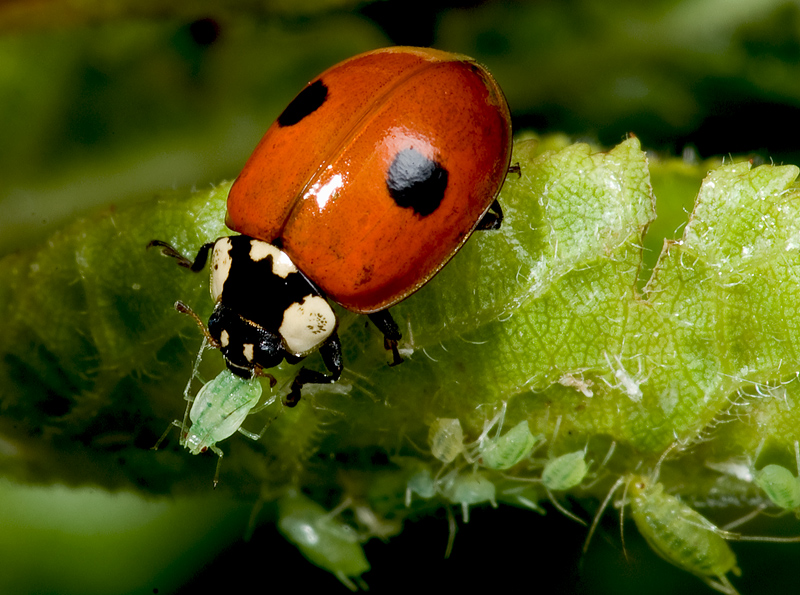 Adalia bipuntata marieta plagues.jpg