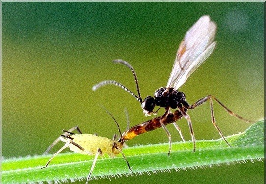 Aphydus colemani parasitoide control plagues.jpg