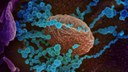 Coronavirus - Covid19