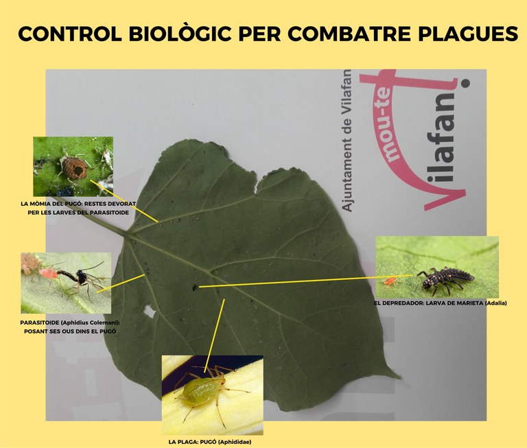 fulla_control_biològic_plagues_maig_2017.jpg