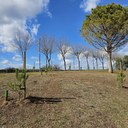 Plantem 43 arbres per homenatjar els nadons nascuts a Vilafant el 2023