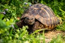 Presència de tortuga Mediterrania al Manol