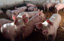 Prevenció de la pesta porcina africana (PPA)