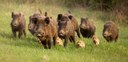 Prevenció de triquinosi per consum de carn procedent d'animals de caça silvestre (porc senglars...)