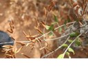 Prevenció del bacteri Xylella fastidiosa