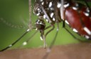 S'obre el termini d'exposició pública de l'Ordenança municipal per a la prevenció i el control dels mosquits i, particularment el mosquit tigre