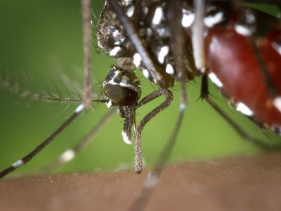 S'obre el termini d'exposició pública de l'Ordenança municipal per a la prevenció i el control dels mosquits i, particularment el mosquit tigre