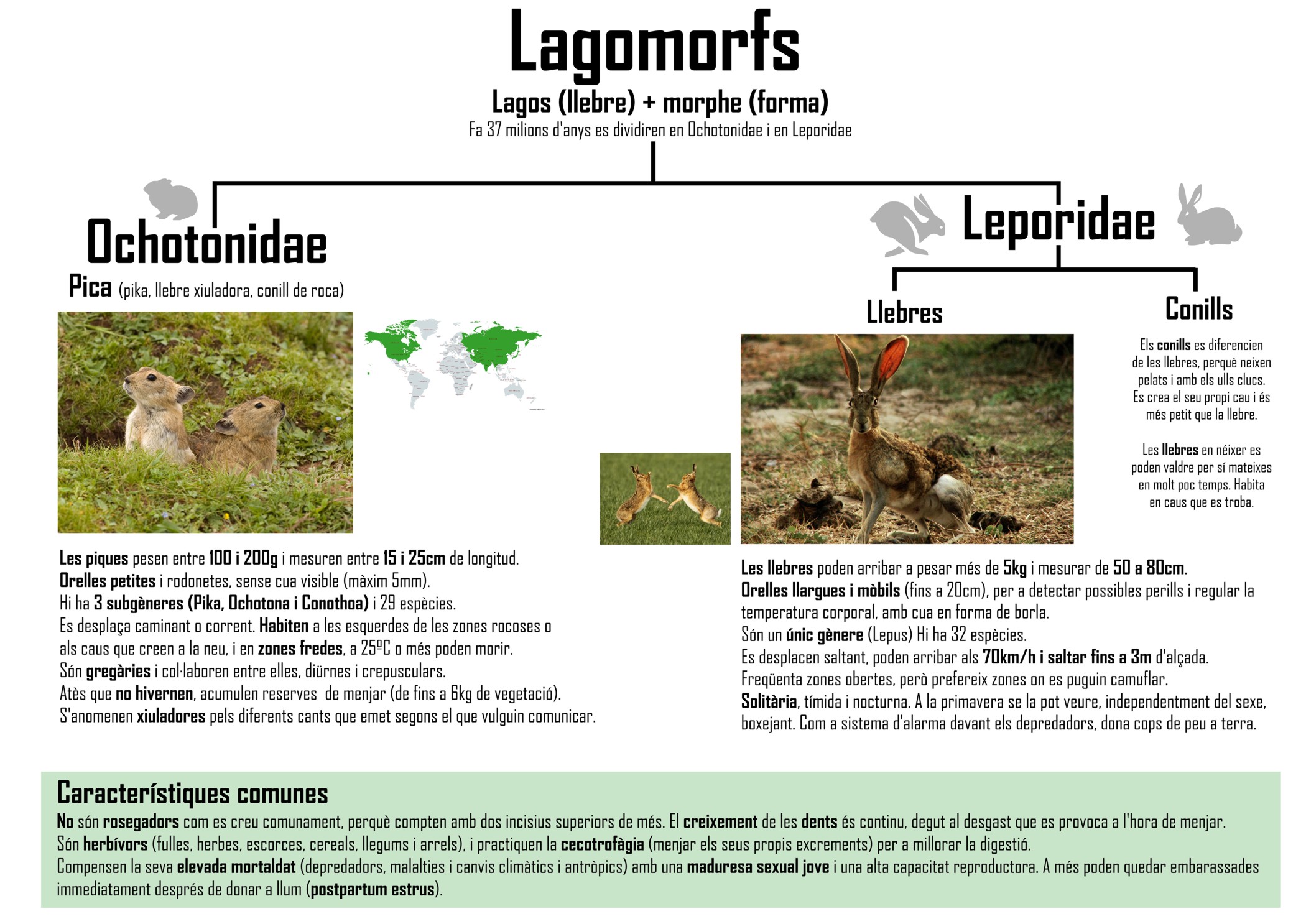 01_-_lagomorfs_plafons_conills_març_20 pub.jpg