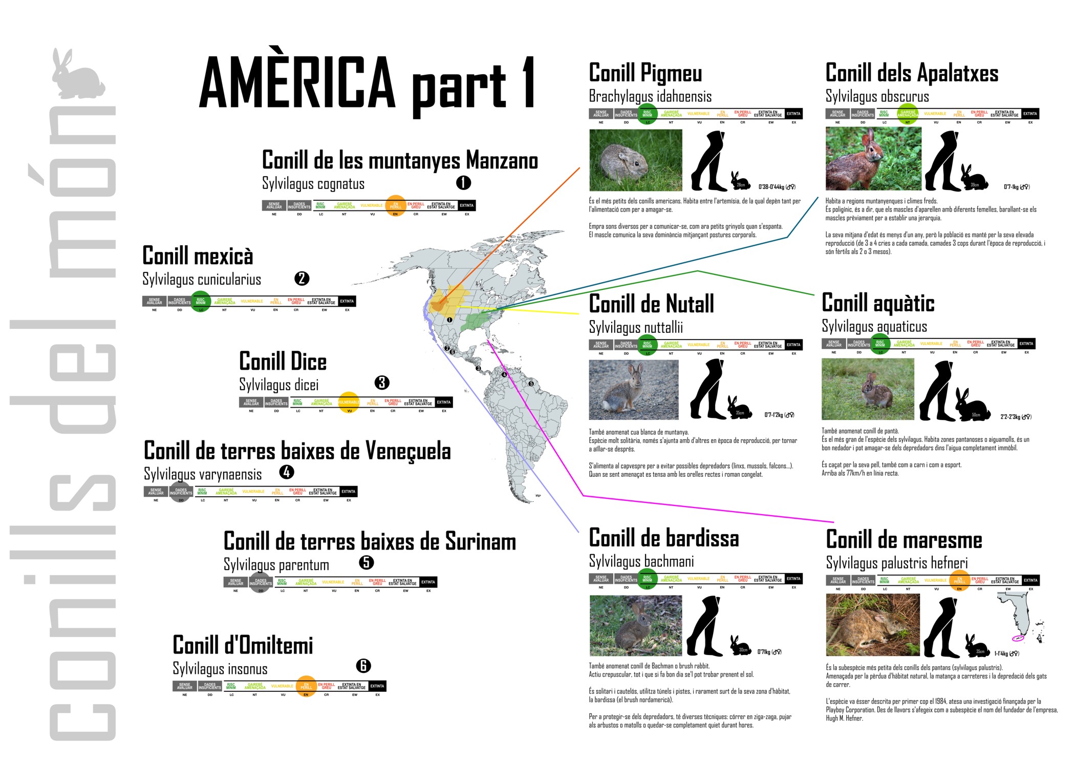 03_-_amèrica_1_plafó_conills_març_2019 pub.jpg