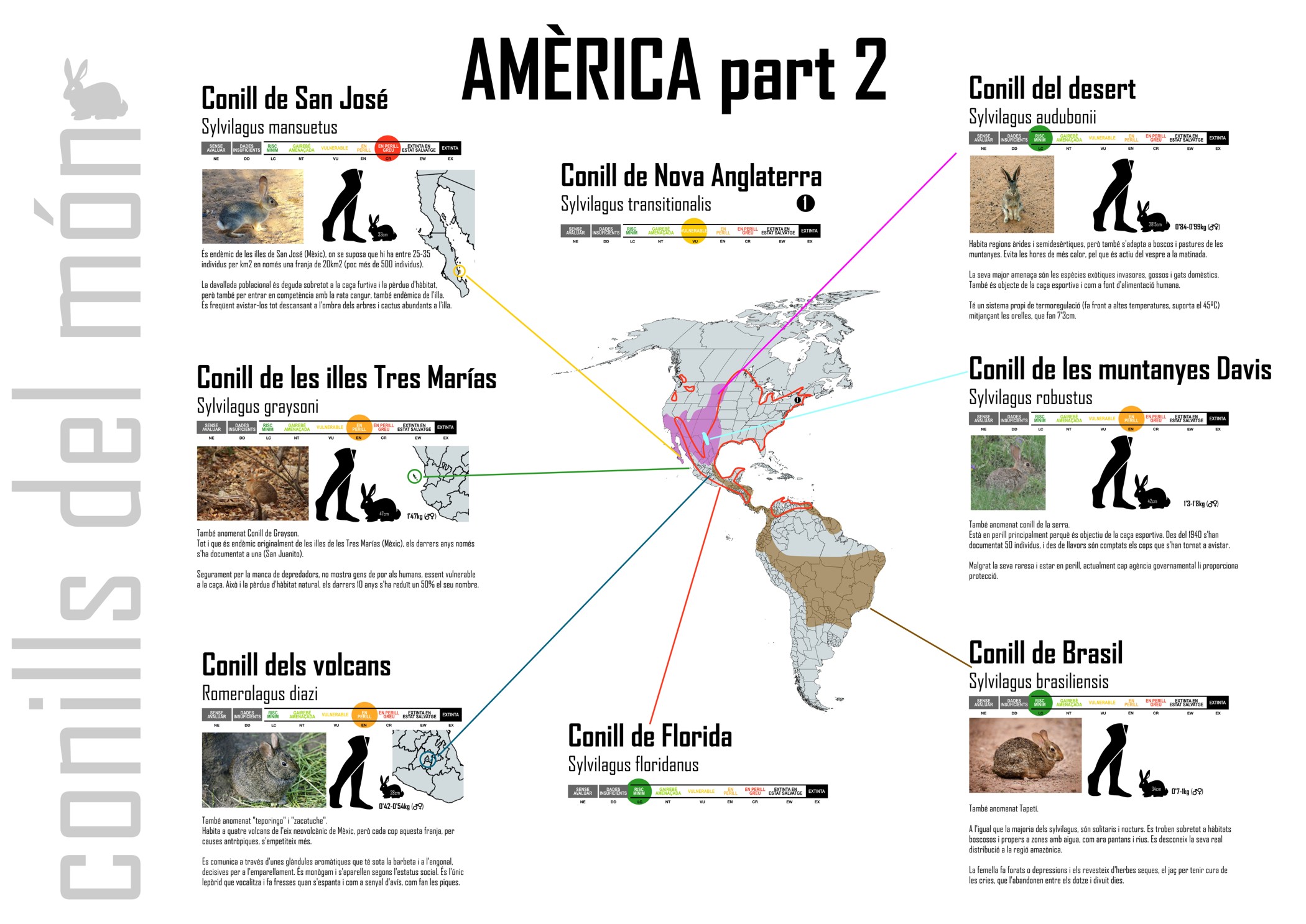 04_-_america_2_plafons_conills_març_20 pub.jpg