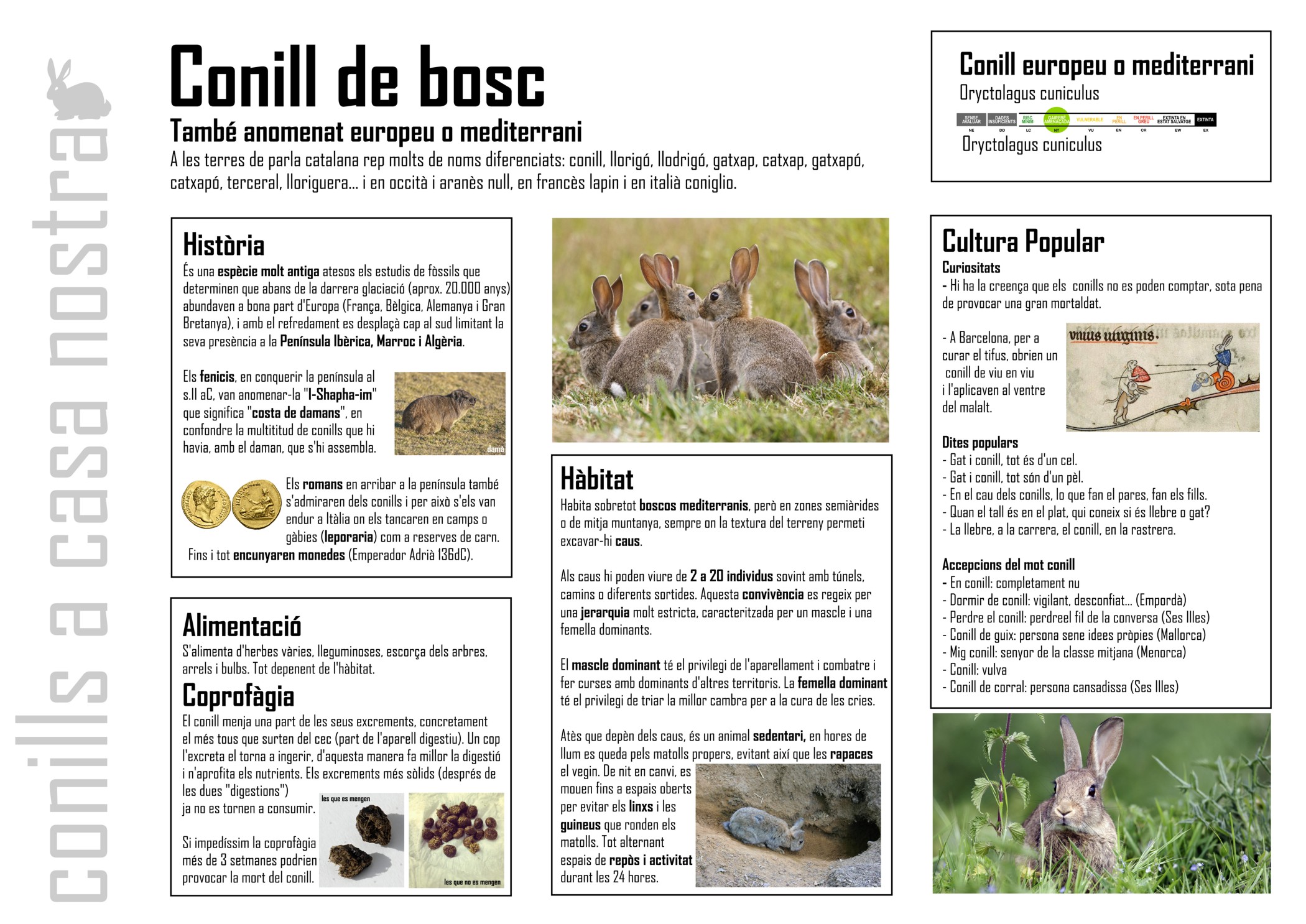 05_-_europeu_plafons_conills_març_2019 pub.jpg