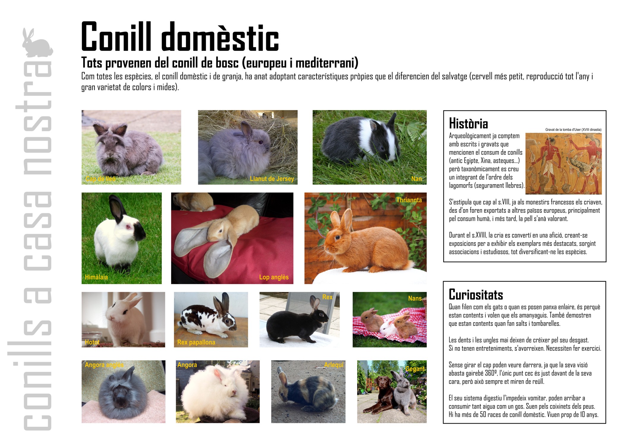 06_-_domèstic_pets_plafons_conills_mar pub.jpg