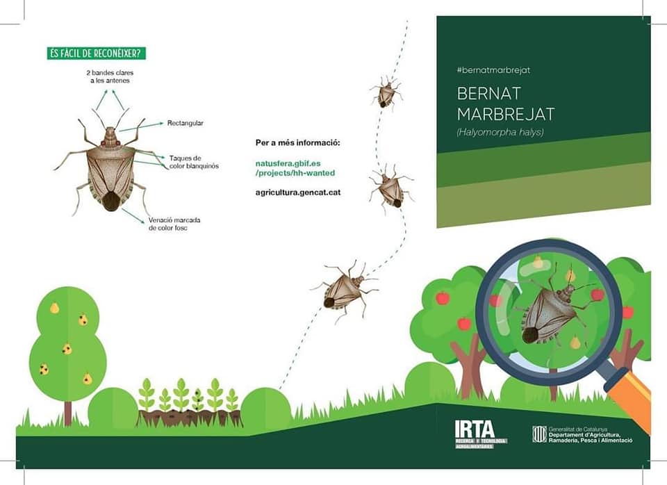 infografia 1 reconèixer bernat marbrejat.jpg