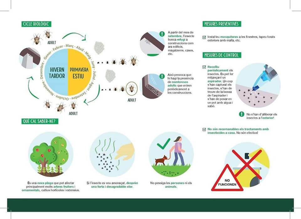 infografia 2 cicle biològic escarabat marbrejat.jpg