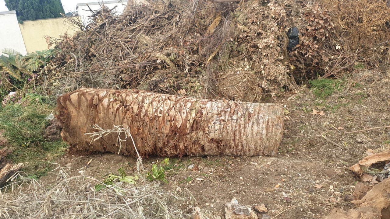 palmera 1 amb morrut deixalleria-PUB.jpg