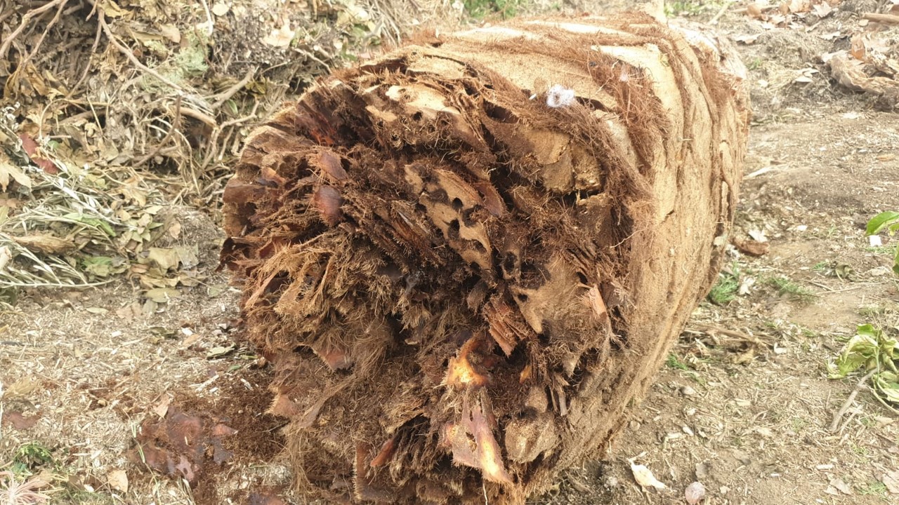 palmera amb morrut deixalleria 2-PUB.jpg